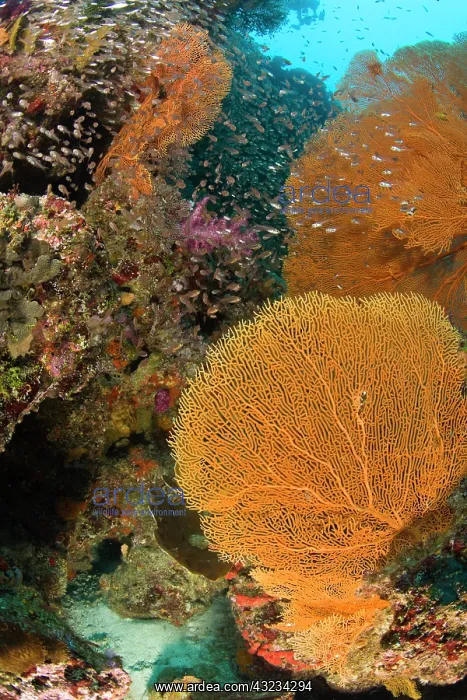 : Scuba diving at Similan Islands Underwater : Scuba diving at Similan Islands Underwater