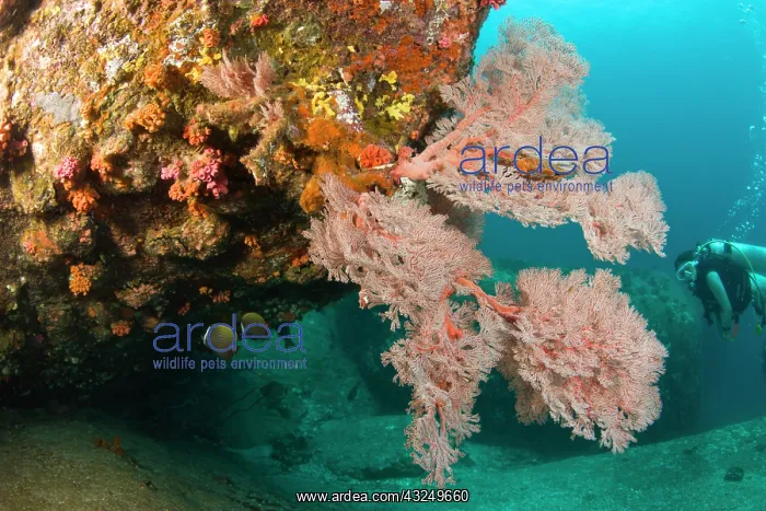 : Scuba diving at Similan Islands Underwater : Scuba diving at Similan Islands Underwater