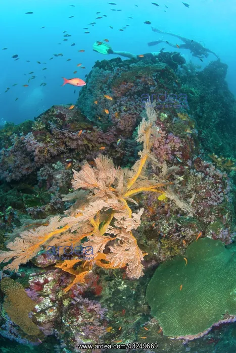 : Scuba diving at Similan Islands Underwater : Scuba diving at Similan Islands Underwater