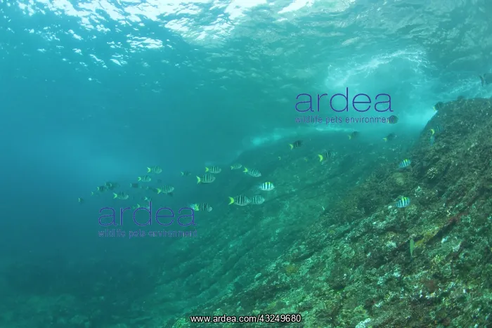 : Scuba diving at Similan Islands Underwater : Scuba diving at Similan Islands Underwater