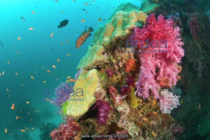 : Scuba diving at Similan Islands Underwater : Scuba diving at Similan Islands Underwater
