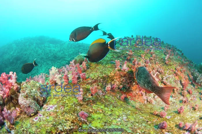 : Scuba diving at Similan Islands Underwater : Scuba diving at Similan Islands Underwater