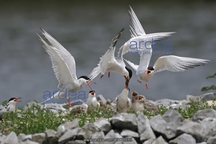 : Scuffle... Common terns (Sterna hirundo) with offspring on an artificial breeding island : Scuffle... Common terns (Sterna hirundo) with offspring on an artificial breeding island