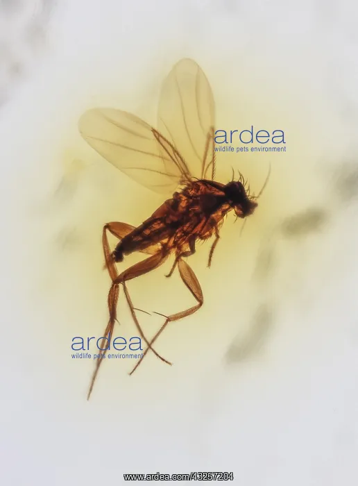 : Scuttle Fly, Phoridae in Amber, Colombia 10 MYO Pliocene : Scuttle Fly, Phoridae in Amber, Colombia 10 MYO Pliocene