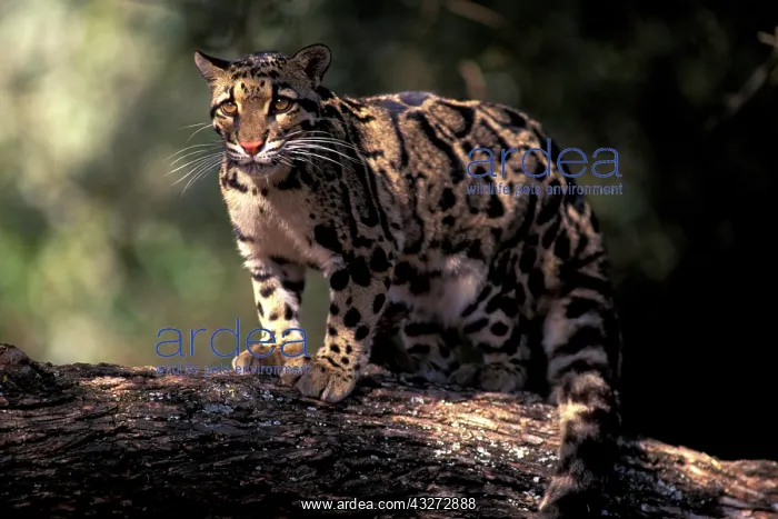 : SE Asia. Clouded leopard (Neofelis nebulosa) : SE Asia. Clouded leopard (Neofelis nebulosa)