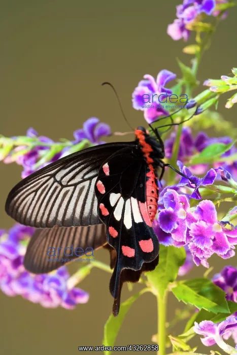 : SE Asia, Thailand, Doi Inthanon, Papilio : SE Asia, Thailand, Doi Inthanon, Papilio
