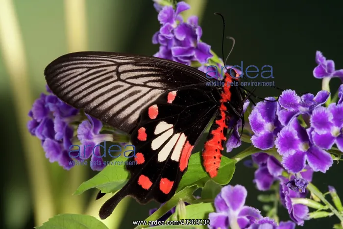 : SE Asia, Thailand, Doi Inthanon, Papilio : SE Asia, Thailand, Doi Inthanon, Papilio