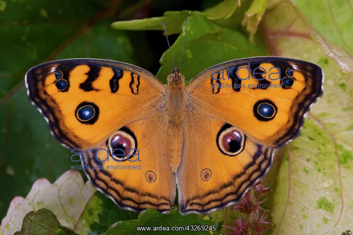 : SE Asia, Thailand, Krabi, The Peacock Pansy : SE Asia, Thailand, Krabi, The Peacock Pansy