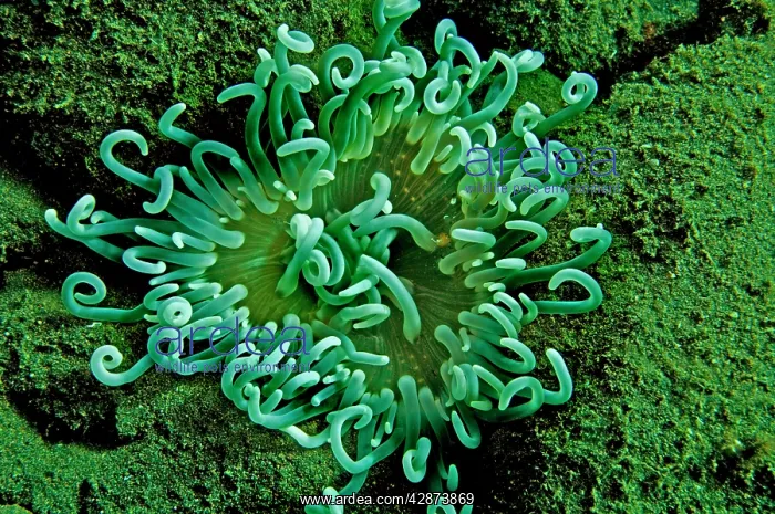 : Sea Anemone : Sea Anemone