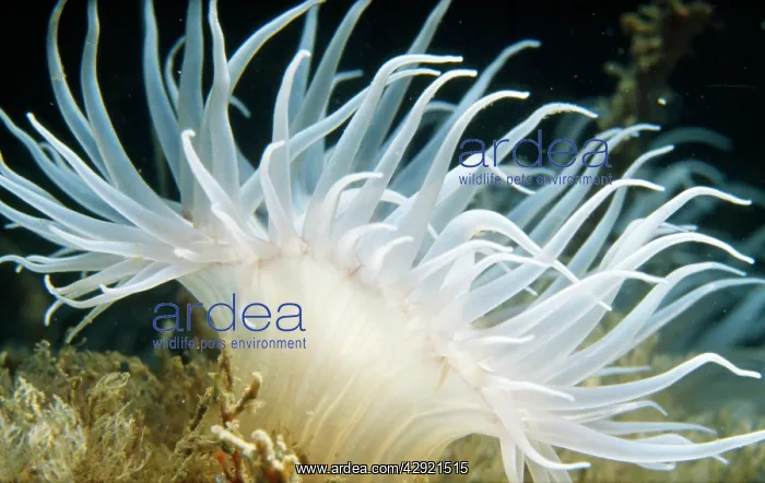 : Sea Anemone : Sea Anemone