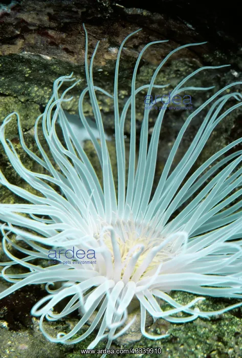 : SEA ANEMONE : SEA ANEMONE
