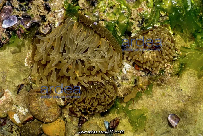 : Sea Anemone (Actiniaria) : Sea Anemone (Actiniaria)