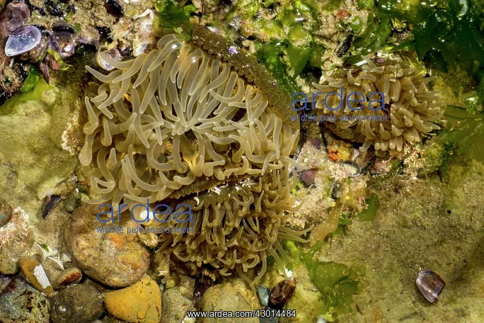 : Sea Anemone (Actiniaria) : Sea Anemone (Actiniaria)