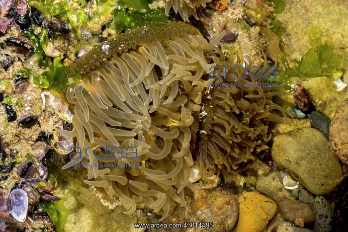 : Sea Anemone (Actiniaria) : Sea Anemone (Actiniaria)