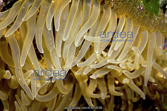 : Sea Anemone (Actiniaria) closeup : Sea Anemone (Actiniaria) closeup
