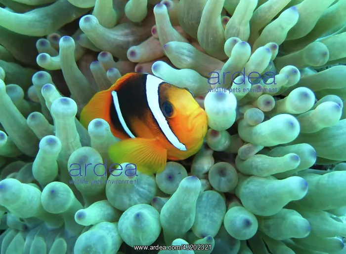 : Sea anemone (Actiniaria), Red Sea clownfish (Amphiprion : Sea anemone (Actiniaria), Red Sea clownfish (Amphiprion
