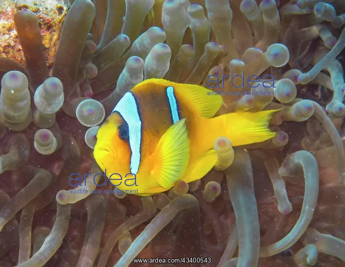 : Sea anemone (Actiniaria), red sea clownfish (Amphiprion : Sea anemone (Actiniaria), red sea clownfish (Amphiprion