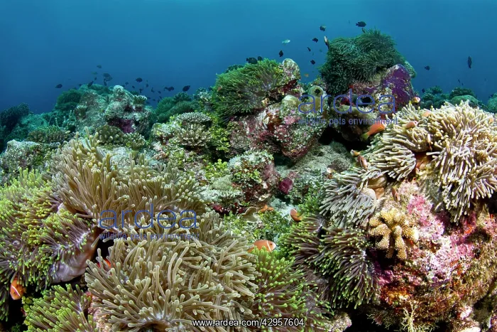 : Sea Anemone coral garden : Sea Anemone coral garden