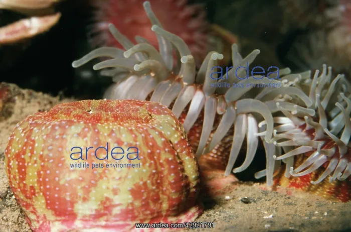 : Sea Anemone - open & closed : Sea Anemone - open & closed