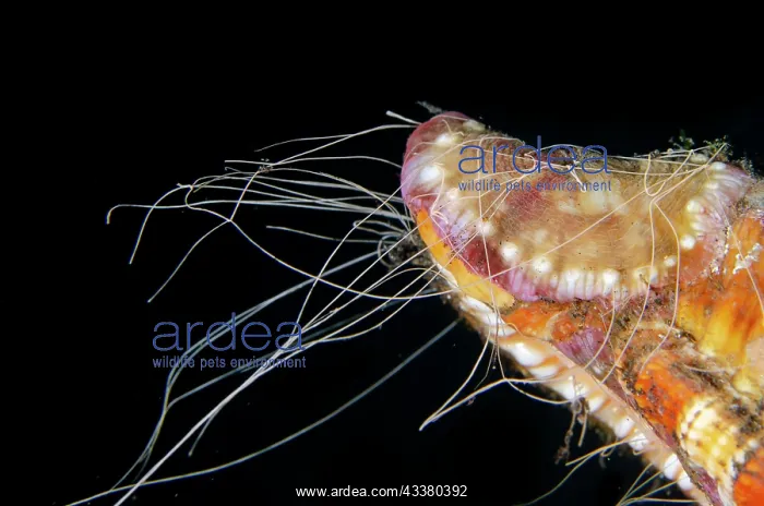 : Sea Anemone - on shell with acontias (theads of : Sea Anemone - on shell with acontias (theads of