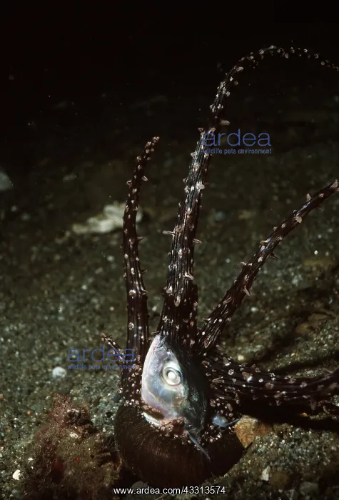 : Sea Anemone - venomous, eating a fish : Sea Anemone - venomous, eating a fish