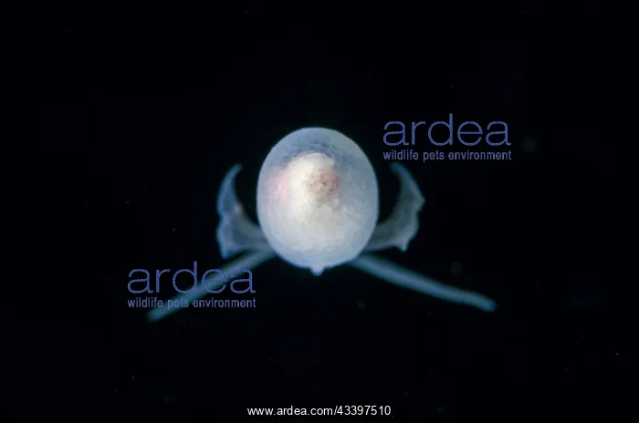 : Sea Angel - floating in water column - Blackwater night dive : Sea Angel - floating in water column - Blackwater night dive