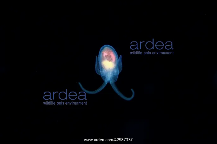  : Sea Angel floating in water column - Blackwater