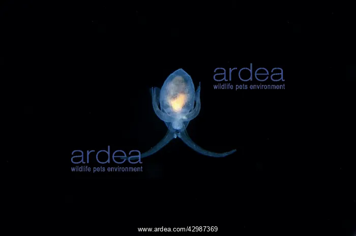 : Sea Angel floating in water column - Blackwater : Sea Angel floating in water column - Blackwater