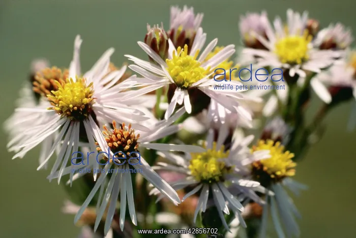  : SEA ASTER (Aster tripolium)