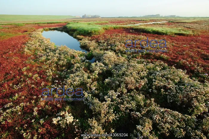 : Sea Aster. Glasswort vegetation (Salicornia europaea) of saltmarsh in nature : Sea Aster. Glasswort vegetation (Salicornia europaea) of saltmarsh in nature
