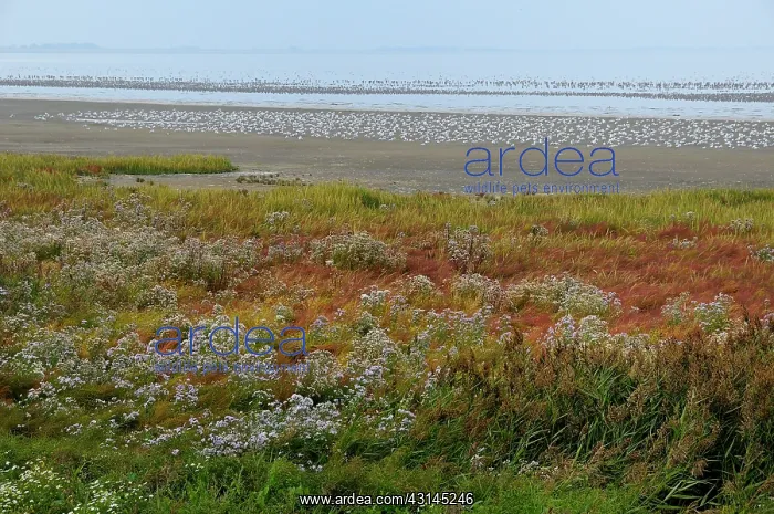 : Sea Aster (Aster tripolium) flowering at the coast of the Wadden Sea with : Sea Aster (Aster tripolium) flowering at the coast of the Wadden Sea with
