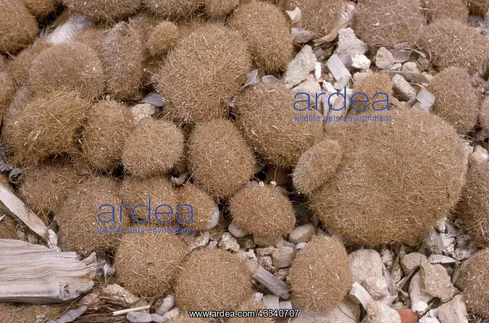 : SEA BALLS - Posidonia, balls on beach : SEA BALLS - Posidonia, balls on beach