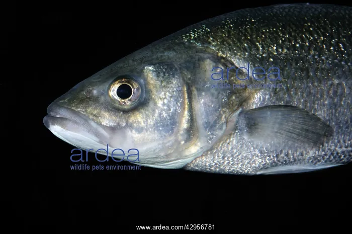 : Sea Bass (Dicentrarchus labrax). UK coastal waters : Sea Bass (Dicentrarchus labrax). UK coastal waters