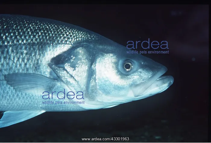 : SEA BASS - HEAD : SEA BASS - HEAD
