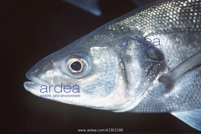 : SEA BASS - HEAD : SEA BASS - HEAD