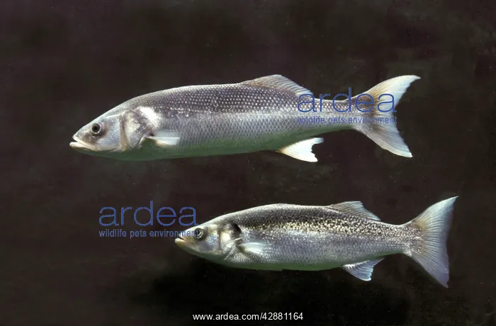  : Sea Bass  /  Sea Dace - two