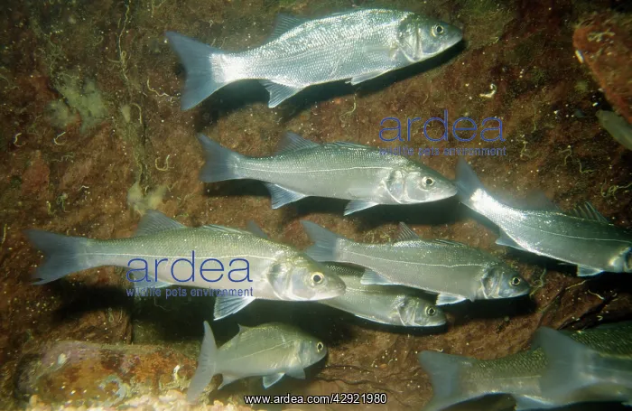 : SEA BASS SHOAL : SEA BASS SHOAL