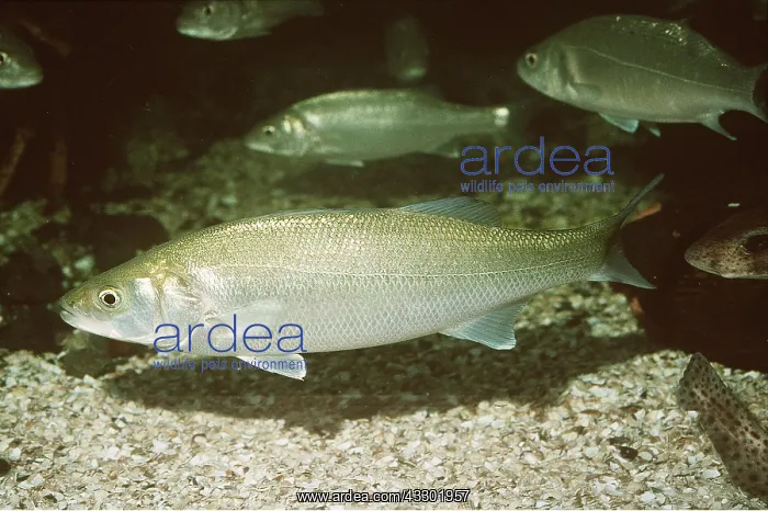 : SEA BASS - PART OF A SHOAL : SEA BASS - PART OF A SHOAL