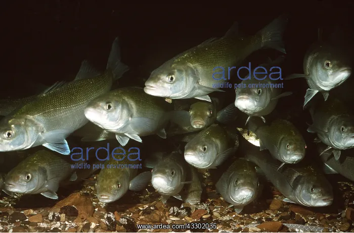 : SEA BASS - SHOAL, FACING : SEA BASS - SHOAL, FACING