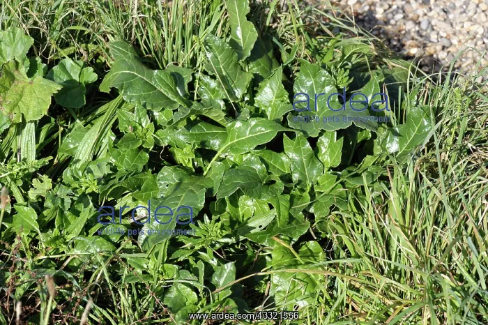  : Sea beet (Beta vulgaris ssp. Maritima) flowering plant on pebble beach, Devon