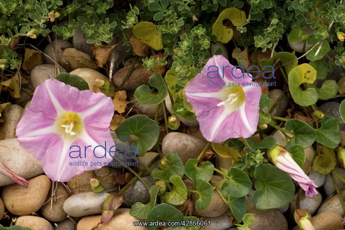 : Sea bindweed : Sea bindweed