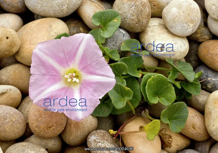 : Sea Bindweed : Sea Bindweed