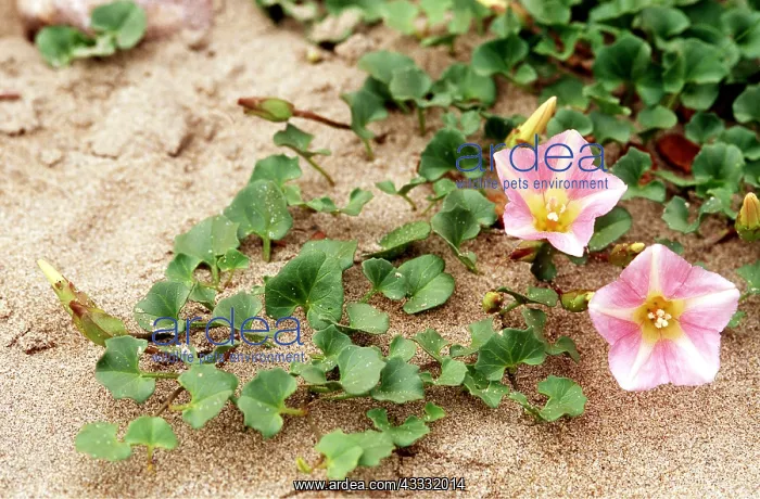 : SEA BINDWEED - growing in sand : SEA BINDWEED - growing in sand