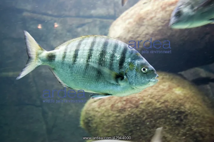  : sea bream (Diplodus sp). Brest Brittany France