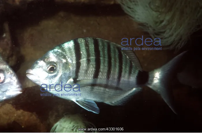 : SEA BREAM : SEA BREAM