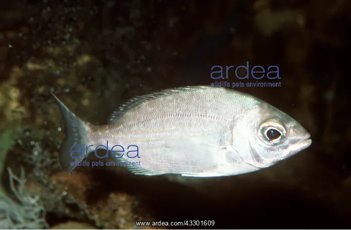 : Sea Bream : Sea Bream