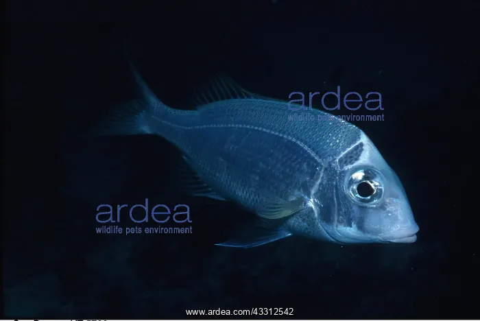 : SEA BREAM : SEA BREAM