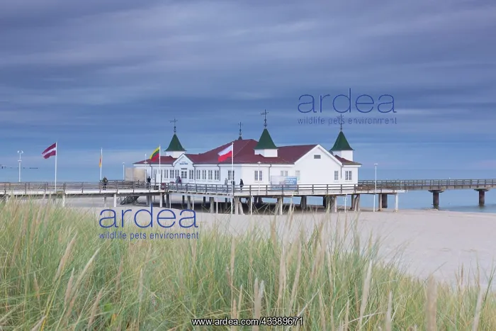 : Sea bridge Ahlbeck : Sea bridge Ahlbeck