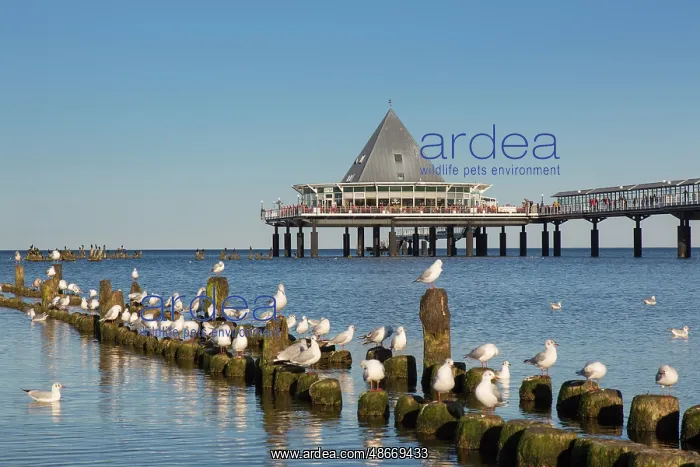 : Sea Bridge Heringsdorf 17 : Sea Bridge Heringsdorf 17