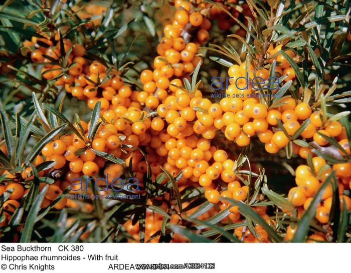  : Sea BUCKTHORN